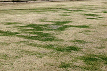 Photo: Zoysiagrass exhibits extensive damage