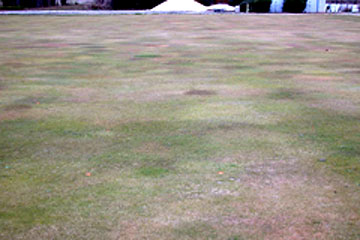 Photo: Bentgrass exhibiting extensive damage
