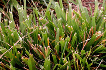 Photo: Leaf tips are necrotic