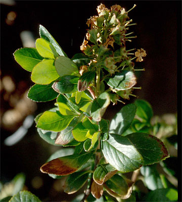 Photo: Severe burns on growing tips of spray-irrigated Escallonia