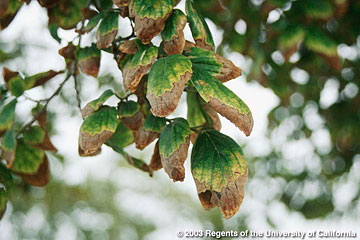 Photo: Necrosis of leaf tips and margins on European hackberry