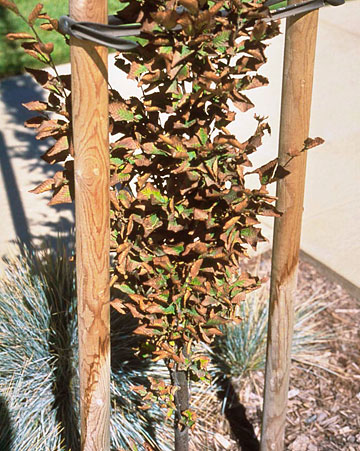 Photo: Reddish brown necrosis starting on leaf margin and extending to whole leaf in this new planting