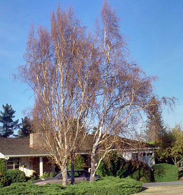 Photo: Foliage throughout this European white birch shows signs of injury and is dying back