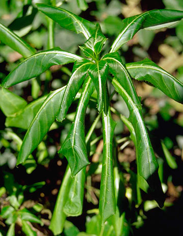 Photo: Rhododendron plant wilting on a warm summer day