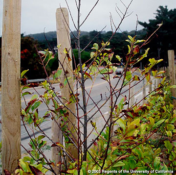 Photo: Branches of this shrub are losing branches and dying back