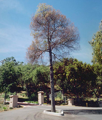 Photo: Decline of Acacia tree surrounded by pavement