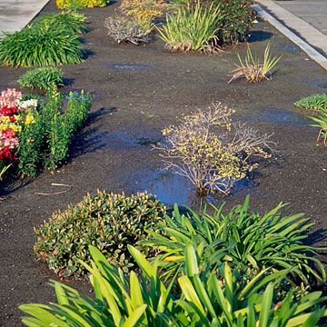 Photo: Plant species are declining or have died and been removed
