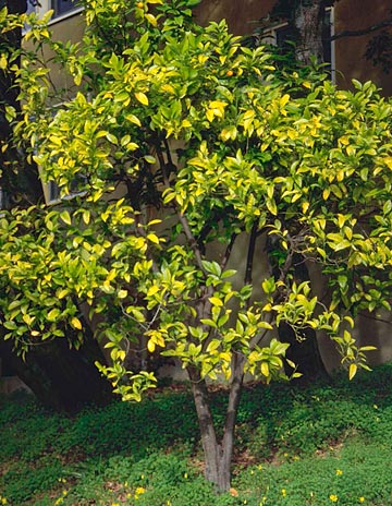 Photo: Leaves on this citrus tree are chlorotic