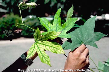 Photo: Leaves of this sweetgum exhibit interveinal chlorosis