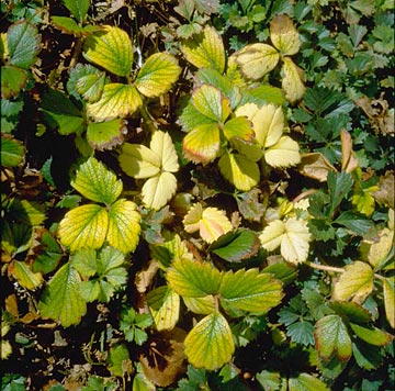 Photo: Interveinal chlorosis on mock strawberry
