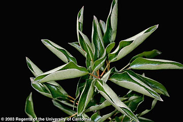 Photo: Curling of terminal leaves of pear tree