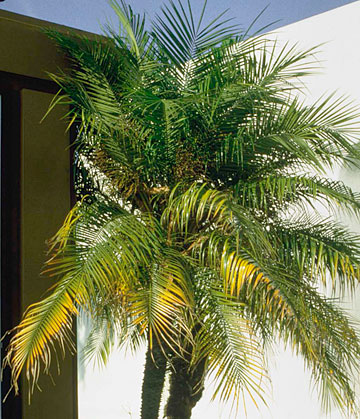 Photo: Chlorosis of tips of dwarf date palm in the lower branches
