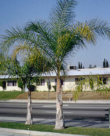 Photo: Yellowing of older leaves of queen palm