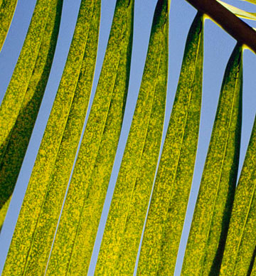 Photo: Chlorotic spotting of Pindo palm