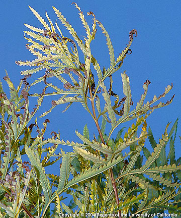 Photo: Chlorosis and browning of growing tips on Catalina ironwood