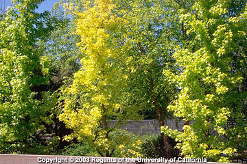Photo: Chlorotic leaves on sweetgum tree