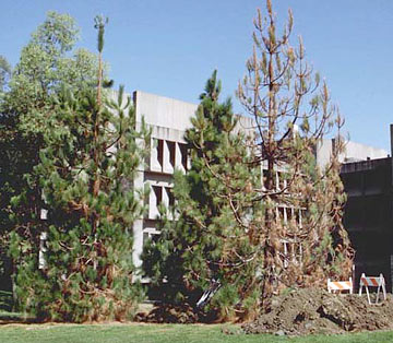 Photo: Severely injured Canary Island pine