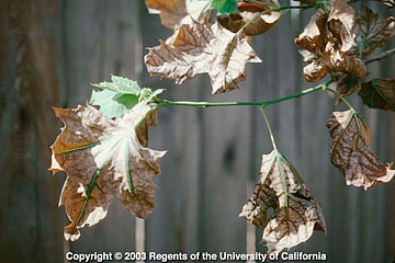Photo: Interveinal chlorosis of London plane tree