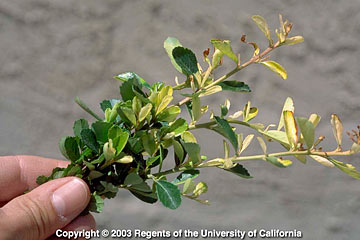 Photo: Chlorosis on growing tips of escallonia