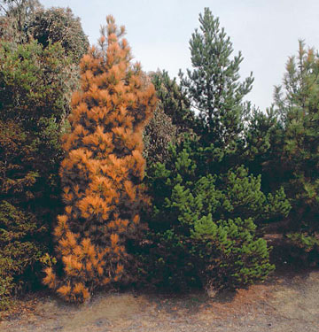 Photo: The Canary Island pine tree shows injury, but not the Monterey pine