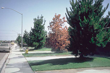 Photo: Monterey pine has turned reddish brown in color