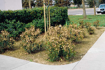 Photo: Upper half of oleander bush is damaged