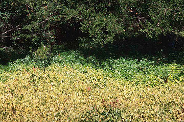 Photo: Dwarf periwinkle appears 'burned'