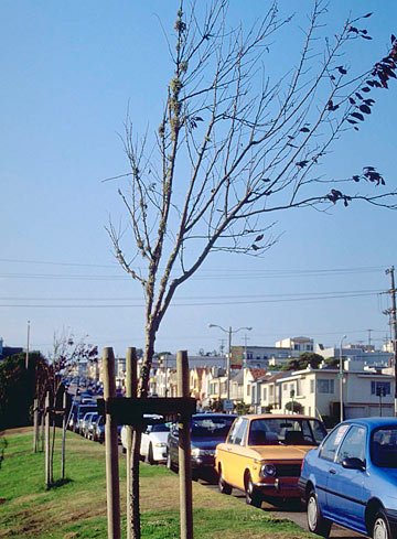 Photo: Early (mid-summer) defoliation of purple leaf plum