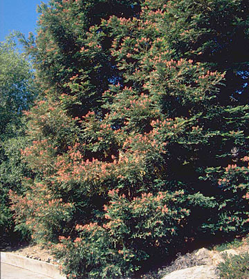 Photo: Reddish brown foliar damage on windward side of conifer