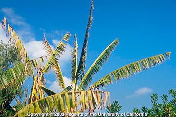 Photo: Leaves of banana are shredded, torn, and tattered